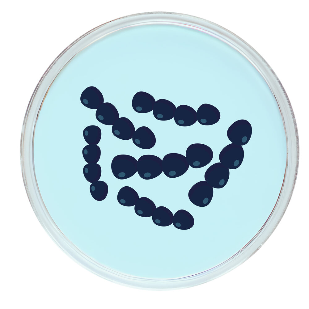 streptocucus-petri-biena-2